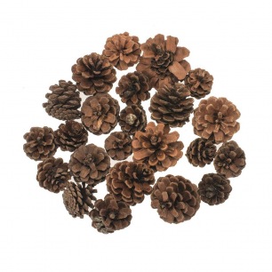 pommes de pin moyennes pommes de pin moyennes