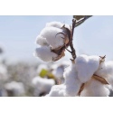 Cotton