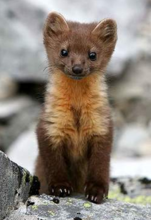 Animal Pinceles De Marta Kolinsky Pelo De Kolinsky Pincel Natural